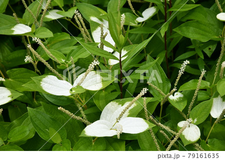 半夏生の花と葉 半夏生の花と葉 79161635