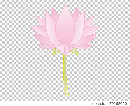 睡蓮花卉矢量圖 睡蓮花卉矢量圖 79162030