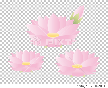 睡蓮花卉矢量圖 79162031