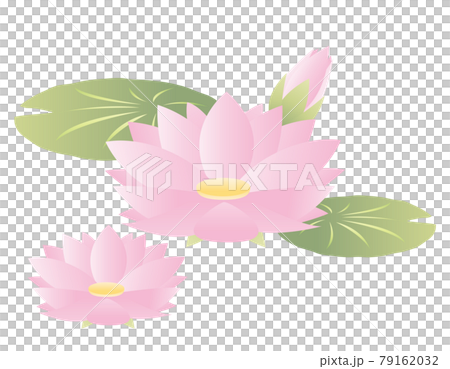 睡蓮花卉矢量圖 睡蓮花卉矢量圖 79162032