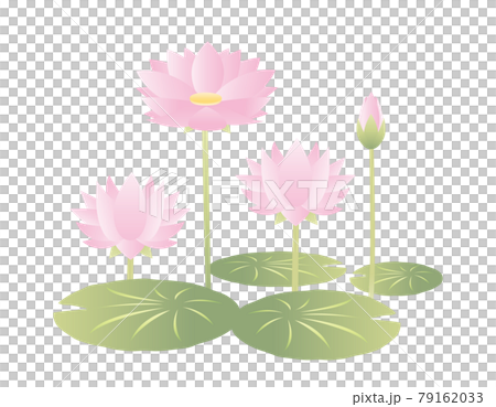 Water lily flower vector illustration Water lily flower vector illustration 79162033