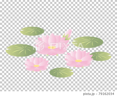 Water lily flower vector illustration Water lily flower vector illustration 79162034
