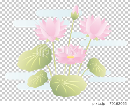 蓮の花のベクターイラスト 79162063