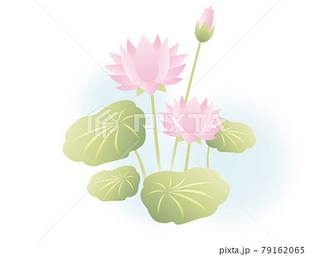 蓮の花のベクターイラストのイラスト素材