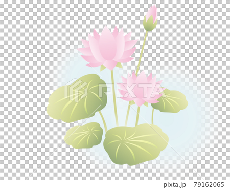 蓮の花のベクターイラスト 蓮の花のベクターイラスト 79162065