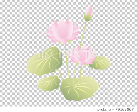 Lotus flower vector illustration 79162067
