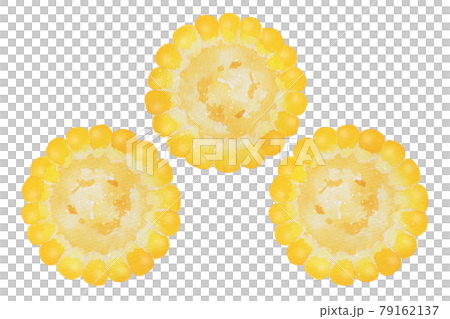 トウモロコシ 79162137