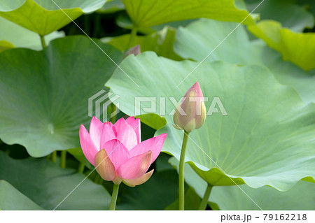 心清らかに咲き誇るハスの花 79162218