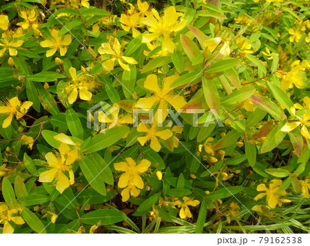 ビヨウヤナギ ビヨウヤナギ 79162538