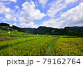 秩父郡横瀬町の寺坂棚田  Rice terraces in Chichibu  79162764