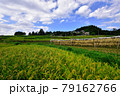 秩父郡横瀬町の寺坂棚田  Rice terraces in Chichibu  79162766