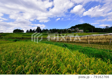 秩父郡横瀬町の寺坂棚田  Rice terraces in Chichibu  79162766