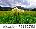 秩父郡横瀬町の寺坂棚田  Rice terraces in Chichibu  79162768