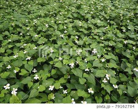 群生している薬草どくだみの可愛らしい白い花　たくさん咲いているどくだみの花 79162784