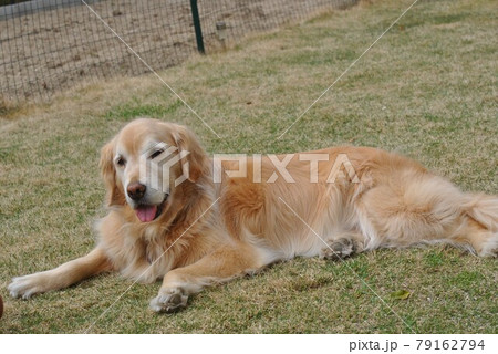 ドッグランでくつろぐ犬 ドッグランでくつろぐ犬 79162794