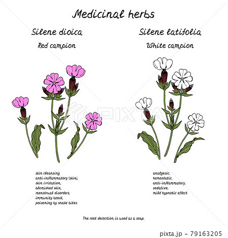 Line art illustration of hand drawn medicinal herb campion flower with information about health benefits text. 79163205