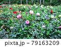 秩父郡小鹿野町　両神山麓　ダリア園　Dahlia in Chichibu 79163209