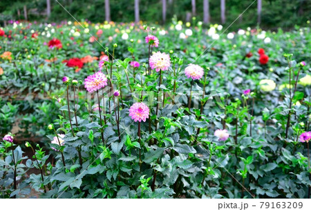 秩父郡小鹿野町　両神山麓　ダリア園　Dahlia in Chichibu 79163209