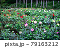 秩父郡小鹿野町　両神山麓　ダリア園　Dahlia in Chichibu 79163212