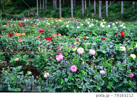 秩父郡小鹿野町　両神山麓　ダリア園　Dahlia in Chichibu 79163212