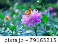 秩父郡小鹿野町　両神山麓　ダリア園　Dahlia in Chichibu 79163215