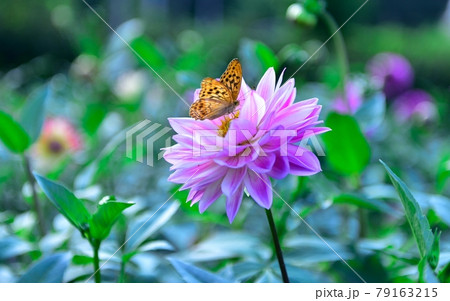 秩父郡小鹿野町 両神山麓 ダリア園 Dahlia in Chichibu 秩父郡小鹿野町 両神山麓 ダリア園 Dahlia in Chichibu 79163215