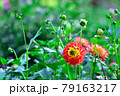 秩父郡小鹿野町　両神山麓　ダリア園　Dahlia in Chichibu 79163217