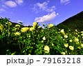 秩父郡小鹿野町　両神山麓　ダリア園　Dahlia in Chichibu 79163218