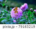 秩父郡小鹿野町　両神山麓　ダリア園　Dahlia in Chichibu 79163219