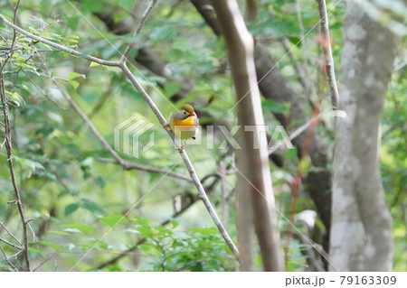 水場て目の前に止まった可愛いくて綺麗なソウシチョウ 79163309
