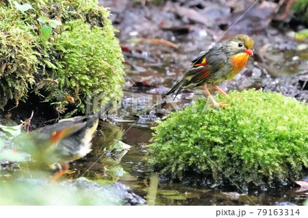 水遊びを楽しんだ可愛いくて綺麗なペアのソウシチョウ 79163314