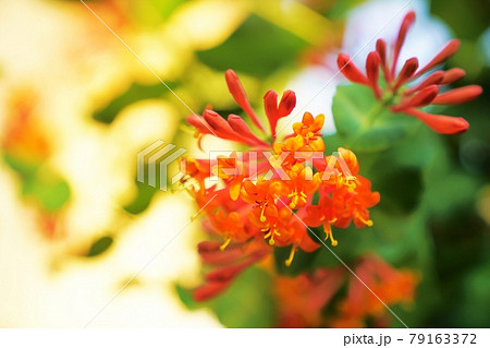 爽やかな香りの花ハニーサックル 爽やかな香りの花ハニーサックル 79163372