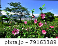 埼玉県皆野町リトリートフィールドMahora稲穂山（ムクゲ自然公園）　Rose of Sharon  79163389