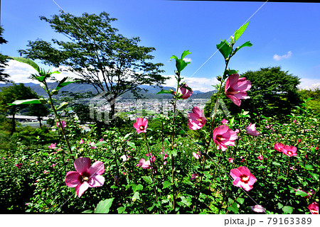 埼玉県皆野町リトリートフィールドMahora稲穂山（ムクゲ自然公園）　Rose of Sharon  79163389
