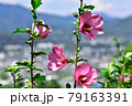 埼玉県皆野町リトリートフィールドMahora稲穂山（ムクゲ自然公園）　Rose of Sharon  79163391