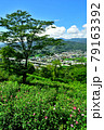 埼玉県皆野町リトリートフィールドMahora稲穂山（ムクゲ自然公園）　Rose of Sharon  79163392