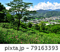 埼玉県皆野町リトリートフィールドMahora稲穂山（ムクゲ自然公園）　Rose of Sharon  79163393