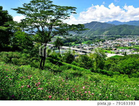 埼玉県皆野町リトリートフィールドMahora稲穂山（ムクゲ自然公園）　Rose of Sharon  79163393
