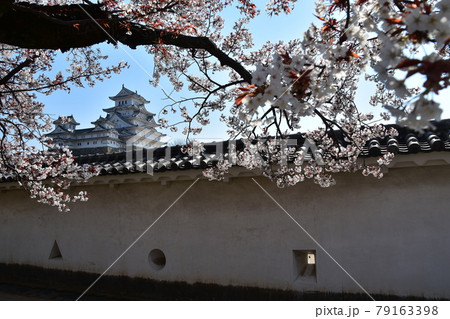 日本の兵庫県の姫路市 世界遺産で国宝でもある姫路城 春の桜と青空と立派な天守閣 日本の兵庫県の姫路市 世界遺産で国宝でもある姫路城 春の桜と青空と立派な天守閣 79163398
