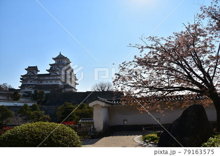 日本の兵庫県の姫路市　世界遺産で国宝でもある姫路城　春の桜と青空と立派な天守閣 79163575