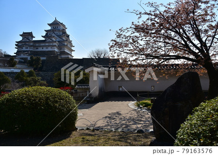 日本の兵庫県の姫路市　世界遺産で国宝でもある姫路城　春の桜と青空と立派な天守閣 79163576