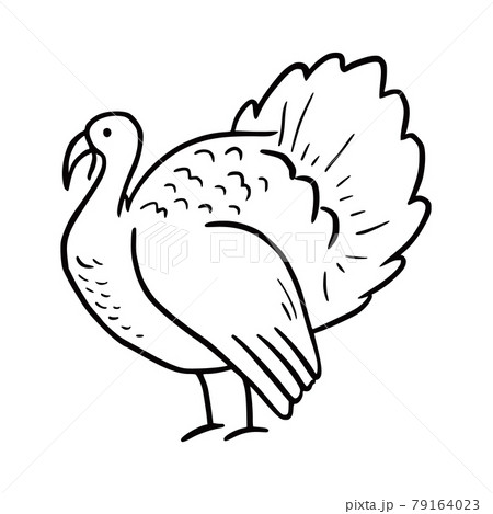 Hand drawn turkey bird. Doodle Hand drawn turkey bird. Doodle 79164023