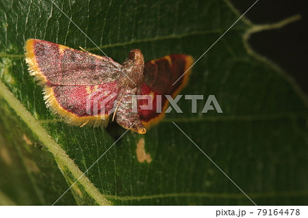 生き物　昆虫　トビイロシマメイガ、六月の雑木林。お尻を持ち上げた独特の姿勢で休む 79164478