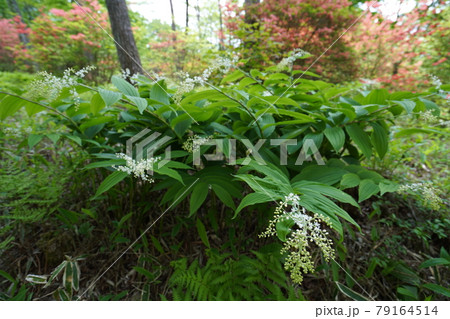 群馬県　榛名山　榛名高原のヤマツツジとハルナユキザサ 79164514