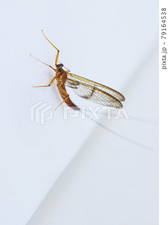 カゲロウの仲間　疑似餌のモデル 79164538
