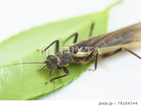 カゲロウの仲間 疑似餌のモデル カゲロウの仲間 疑似餌のモデル 79164544