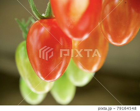 綺麗なトマトの写真素材