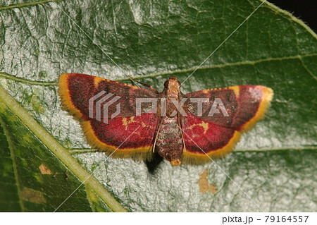 生き物　昆虫　トビイロシマメイガ、翅の薄茶色の縁取りが広い印象。ローストビーフ風（？）の後翅 79164557