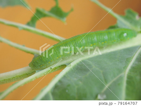 モンシロチョウの幼虫 79164707