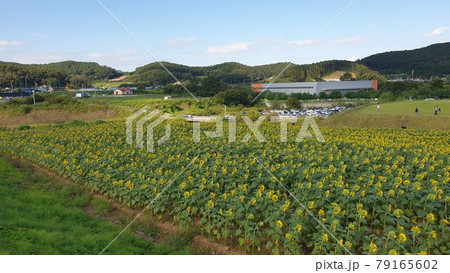 ヒマワリ 丘 青空 79165602